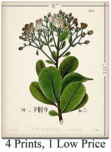 Set of 4 Sage Botanical Wall Art Prints 8x10 Unframed – Vintage Green Plant Prints for Bathroom, Kitchen, or Living Room D...