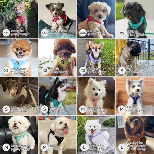 BELLA & PAL Step in Vest Harness for Small and Medium Dogs, No Pull Small Dog Harness with Leash Set, Comfortable Air Mesh...