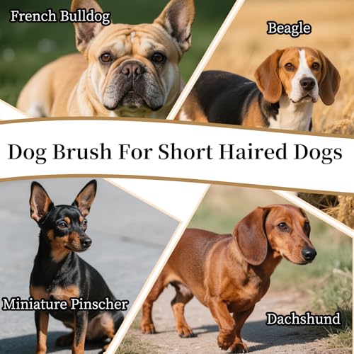 Soft Boar Bristle Dog Brush for Short Haired Dogs - Made of Wood, Gentle Deshedding & Grooming Tool, Ideal Dog Hair Brush ...