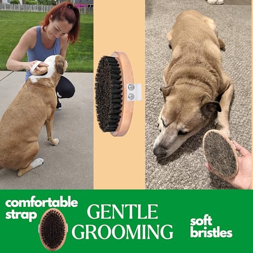 GranNaturals Soft Bristle Dog Brush for Short Haired Dogs & Cats w/Strap - Wooden Handle & Gentle Boar Bristles for Deshed...