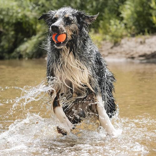 Chuckit! Ultra Ball Dog Toy - Size Large - For Dogs 60-100 lbs - Made from Durable Rubber - Super Bouncy - Floats in Water...