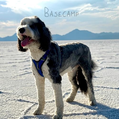 ShawnCo Basecamp Dog Harness, No-Pull Pet Vest with 3 Leash Clips, Padded, Reflective, Lightweight and Adjustable Harness ...