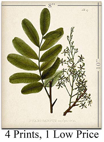 Set of 4 Sage Botanical Wall Art Prints 8x10 Unframed – Vintage Green Plant Prints for Bathroom, Kitchen, or Living Room D...