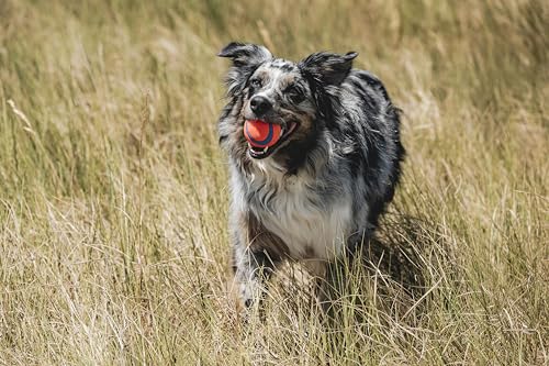 Chuckit! Ultra Ball Dog Toy - Medium Bouncy Fetch Balls For Dogs 20-60 lbs - Made from Durable Rubber - Floating Water Pet...
