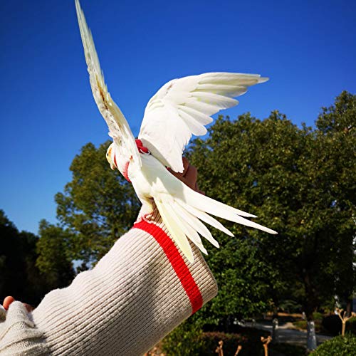 VANFAVORI Adjustable Bird Harness with 80 Inch Leash, Outdoor Flying Training Rope Kit for Bird Parrots S Size Weight 75-1...
