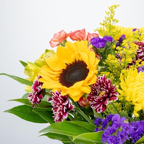Benchmark Bouquets - Flowering Fields Sunflower Bouquet - Fresh Flowers for Delivery - Mothers Day Flowers - Get Well Gift...
