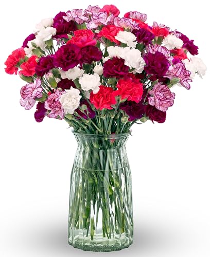 Benchmark Bouquets - Spring Mini Carnations - Fresh Flowers for Delivery - Mini Flowers for Mom - Mothers Day Gifts - Moth...