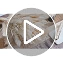 floradream 95 PCS Natural Pampas Grass Decor Bouquet | Boho Dried Floral Arrangement Centerpiece Table Decor Wedding Decor...