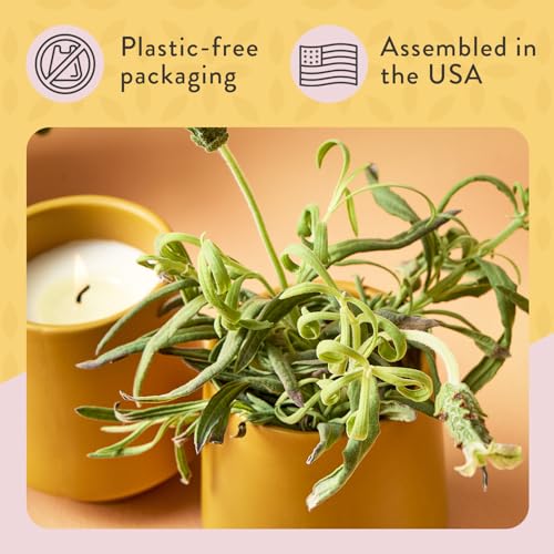 Modern Sprout - 2 in 1 Cedarwood Scented & Soy Candle with Seeds that Grows into Lavender Plant - 6 oz w/ 42 hr Burn time ...