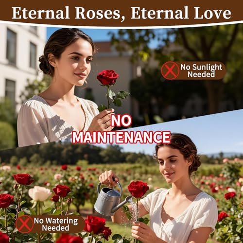 SEEROSE Preserved Rose with Cute Bear, Eternal Real Rose Last for Years, Romantic Flower Gift for Her, Wife, Girlfriend, V...