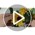 Uieke 3 Pack Artificial Sunflower Garland, 7.5ft/Strand Silk Sunflowers Hanging Vines Flowers with Green Leaves for Room K...