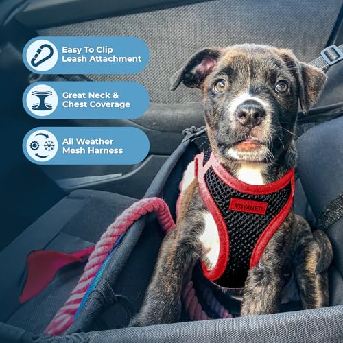 Best Pet Supplies Voyager Step-in Air All Weather Mesh Harness and Reflective Dog 5ft Leash Combo with Neoprene Handle, fo...