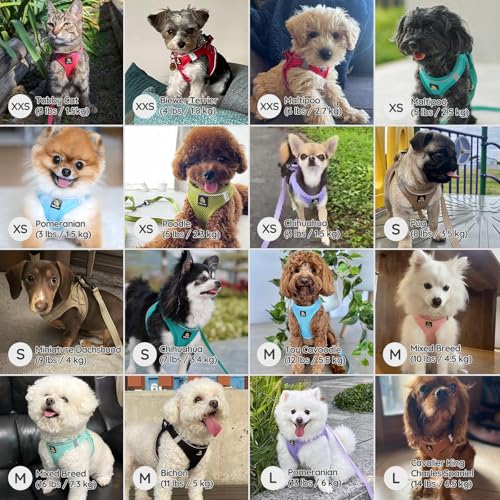 BELLA & PAL Step in Vest Harness for Small and Medium Dogs, No Pull Small Dogs Harness with Leash Set, Comfortable Air Mes...