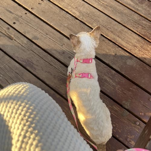 azuza Cat Harness and Leash Set for Safe Walking and Travel, Escape Proof Cat Harness, Lightweight Soft and Comfortable, A...
