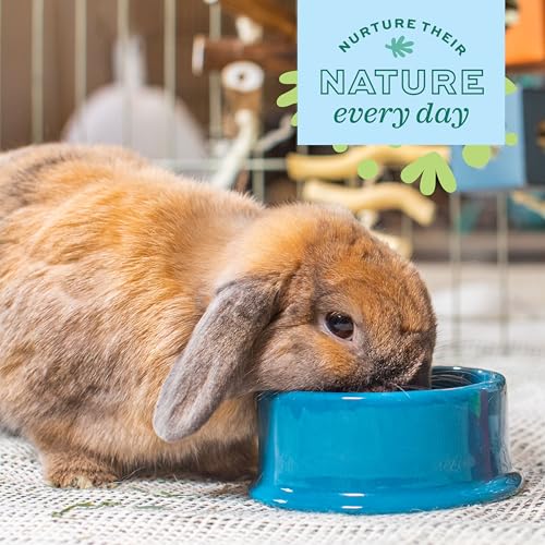 Oxbow Enriched Life Dripless Water Bottle, Essential Small Pet Accessory for Guinea Pig Cages & Rabbit Cage, Bunny Supplie...