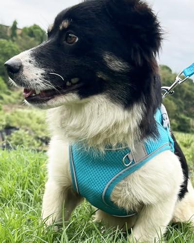 Aecllcea Dog Harness for Small Medium Sized Dog, Step in Puppy Harness and Leash Set Training Walking. (Blue, XXS)