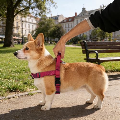 Annchwool No Pull Dog Harness with Front Clip and Easy Control Handle-Belly & Chest Adjustable Dog Harness and Leash Set f...