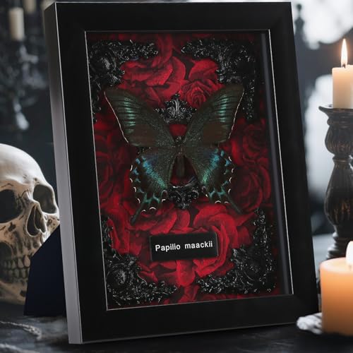 Real Butterfly Framed Butterfly Taxidermy - Butterfly Shadow Box, Real Framed Butterflies in a Box for Gothic Home Decor A...