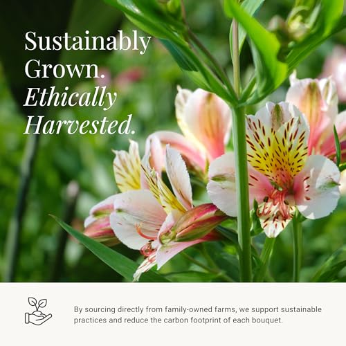 24 Multicolored Alstroemeria Bouquet Flowers, Long Lasting & Hand-Tied, Farm Fresh Cut Flowers Bouquet - Gift for Birthda...