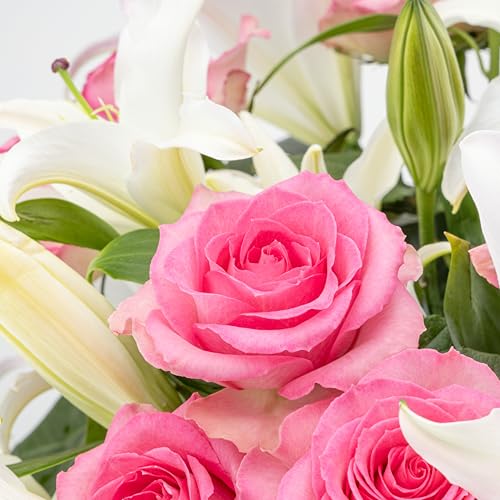 Benchmark Bouquets - Oriental Lily Flower & Pink Roses Bouquet - Fresh Flowers for Delivery - Real Flowers in a Vase - Gif...