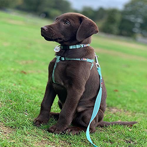 Pawtitas Reflective Step-in Dog Harness – Adjustable No-Pull Vest for Puppies to Seniors, Safe & Comfortable, S Camo Pink