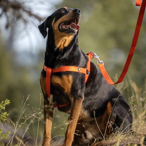 Blueberry Pet Essentials Dog Harness and Leash Set - Large Orange Vermilion Dog Collar and Leash Set for Eco-Conscious Own...