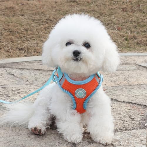 Ittokis Dog Harness for Small Medium Dogs, Kitten Harness and Leash Set, Step in Harness for Walking, Running, Training, S...