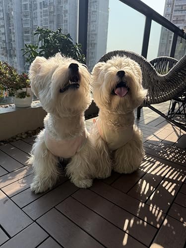 2Pcs Cooling Shirts for Small Dogs, Sleeveless Dog Vest, Lightweight Breathable Dog Summer Tank Top Sun Protection Shirts ...