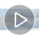 Bedsure Cooling Blanket for Small Dogs with Breathable Air-Core Fill Q-MAX>0.4 - Dog Cooling Mat Soft, Lightweight Pet Cat...