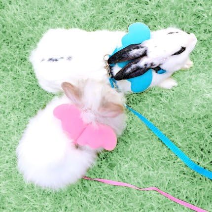 Hypeety Rabbit Harness and Leash Set Escape Proof - Adjustable Bunny Vest Harness for Rabbits with Cute Angel Wings Design...