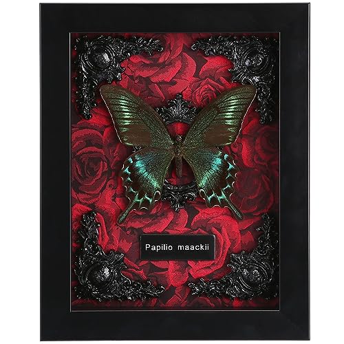 Real Butterfly Framed Butterfly Taxidermy - Butterfly Shadow Box, Real Framed Butterflies in a Box for Gothic Home Decor A...