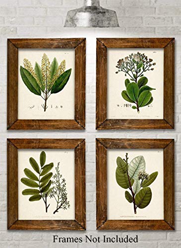 Set of 4 Sage Botanical Wall Art Prints 8x10 Unframed – Vintage Green Plant Prints for Bathroom, Kitchen, or Living Room D...