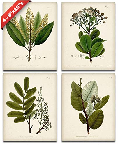 Set of 4 Sage Botanical Wall Art Prints 8x10 Unframed – Vintage Green Plant Prints for Bathroom, Kitchen, or Living Room D...