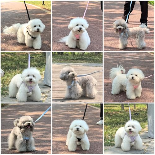 Guiding Star Dog Harness Small Sized Dog with Multifunction Leash, No Pull Puppy Dog Harness and Leash Set Training, Cute ...