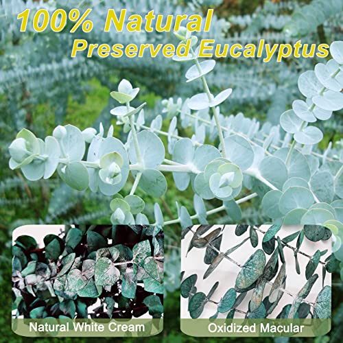 16 Pcs Preserved-Dried-Eucalyptus-Branches,17" Real Natural Fresh Eucalyptus Plant for Shower, Real Eucalyptus Bunch for V...