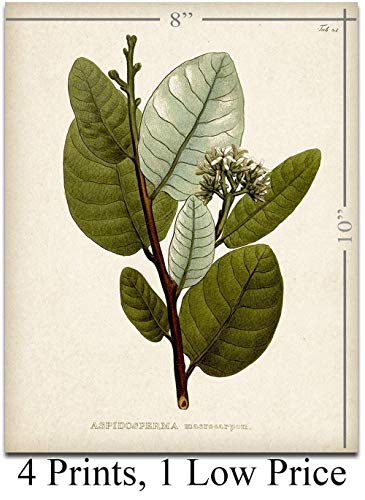 Set of 4 Sage Botanical Wall Art Prints 8x10 Unframed – Vintage Green Plant Prints for Bathroom, Kitchen, or Living Room D...