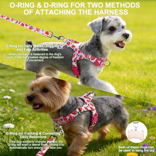EXPAWLORER No Pull Small Dog Harness and Leash Set, Adjustable Soft Breathable Mesh Puppy Vest with Padded, Quick Fit Esca...
