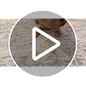 Srugn Washable Area Rug for Living, Bedroom & Dining Room, Ultra Soft Faux Wool Retro Large Carpet, Non-Slip/Shedding Low ...