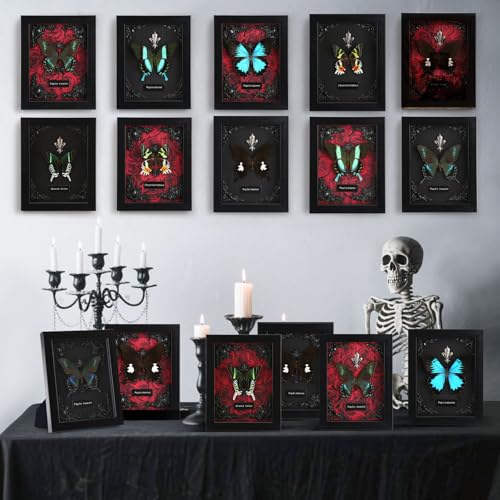 Real Butterfly Framed Butterfly Taxidermy - Butterfly Shadow Box, Real Framed Butterflies in a Box for Gothic Home Decor A...