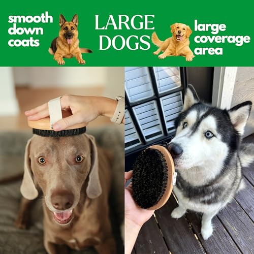 GranNaturals Soft Bristle Dog Brush for Short Haired Dogs & Cats w/Strap - Wooden Handle & Gentle Boar Bristles for Deshed...