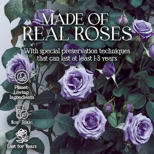 GLAMOUR BOUTIQUE Preserved Roses in a Box - Gifts for Her, Wife & Mom, Rose Flowers Forever Decor for Birthday Gift, Get W...