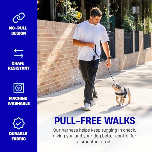 Dog Friendly Co. Dog Harness | Chafe Resistant Webbing, Adjustable Neck & Chest, and Heavy Duty D-Ring | Sturdy, Comfortab...