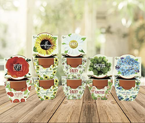 BUZZY Seeds Mini Terracotta Pots 12-Pack with Plant Seeds, Poppy, Sunflower, Daisy, Cactus and Forget Me Not, All-in-One S...