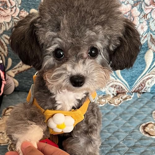 Dog Harness Backpack Cute Small Dog Vest Harness and Leash Set Plaid Soft Mesh Flower Pattern Dog Harness with Adjustable ...
