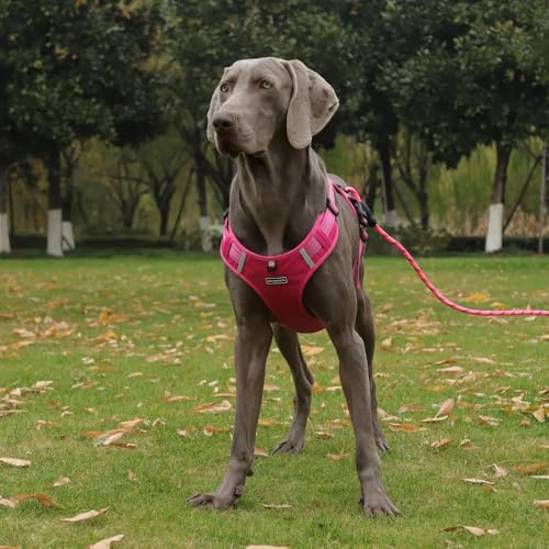 UNA MASCOTA Dog Harness No Pull Adjustable Reflective,for Medium and Large Small Dog with Leash 59.06in (Fuscia, XL)