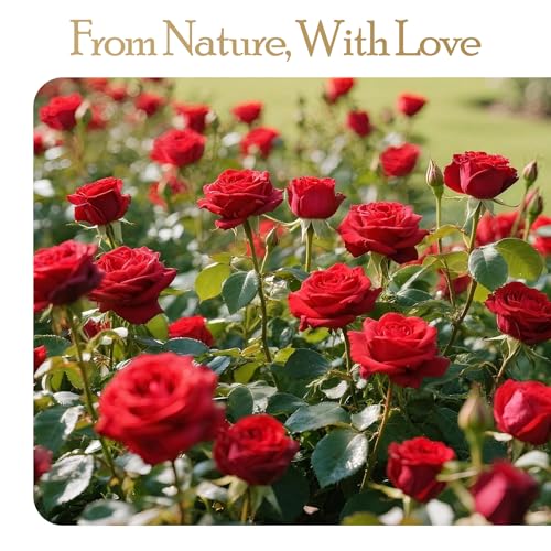 Auoasl 27 Preserved Flowers Rose Birthday Gifts for Women Her Mom Wife Girlfriend Grandma on Valentines Mothers Day Christ...