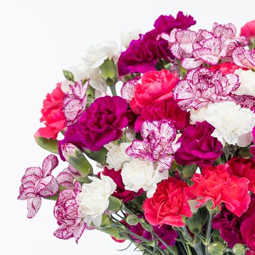 Benchmark Bouquets - Spring Mini Carnations - Fresh Flowers for Delivery - Mini Flowers for Mom - Mothers Day Gifts - Moth...