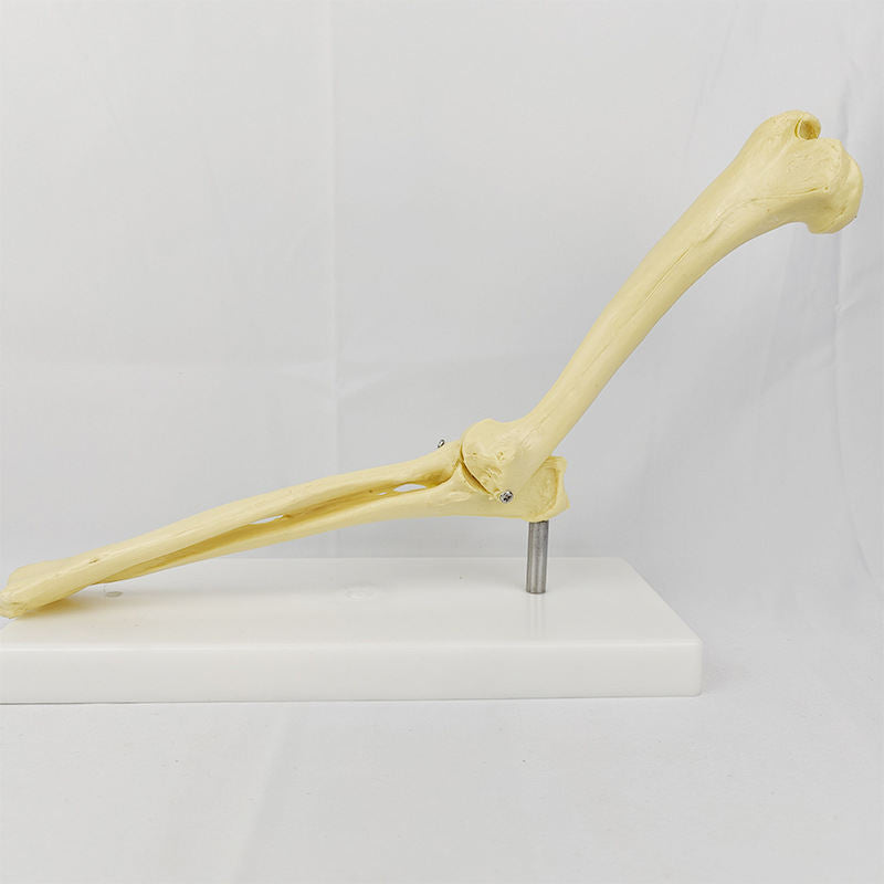 Veterinary Teaching Aids And Models For Pet Hospitals