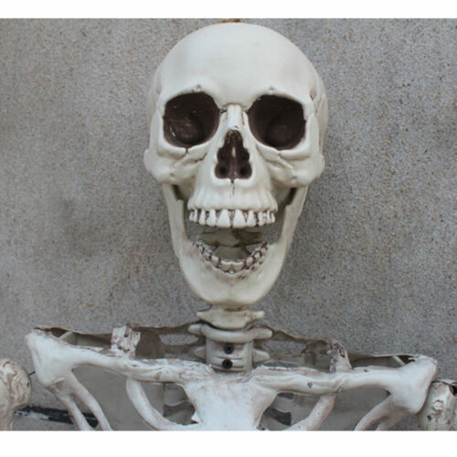 170cm Human Skeleton Life Size Skull Full Body Anatomy Model Halloween Medical