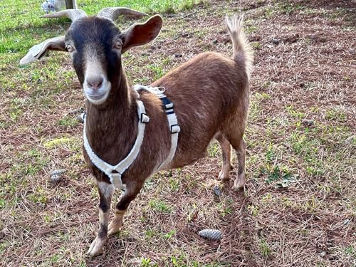 Goat Harness, Asatre Adjustable Lined Hemp Goat, Sheep, Livestock Halter, Durable Multi-Clasp Harness, Eco-Friendly Livest...